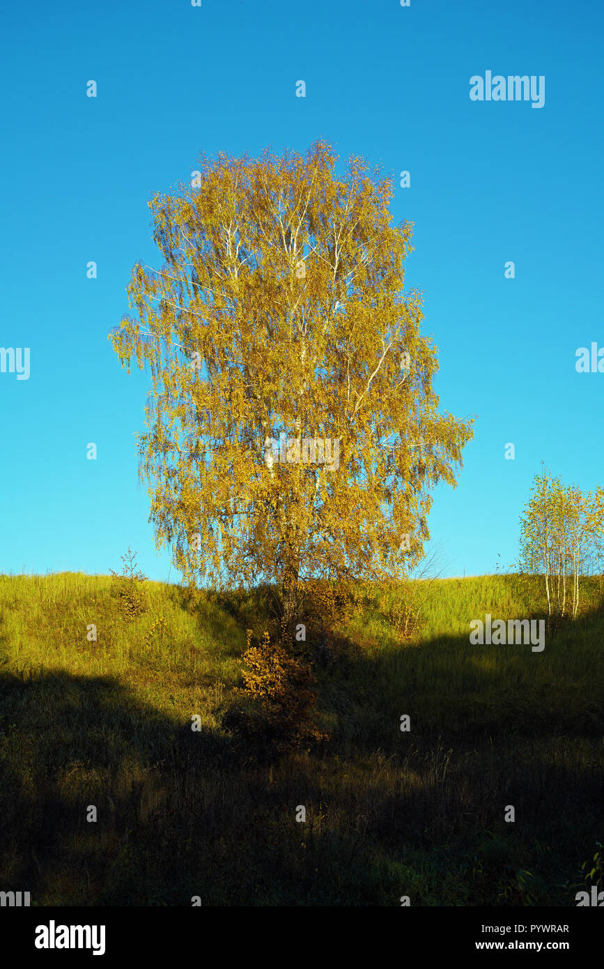 Bellissimo paesaggio con un solitario di betulla giallo con fogliame di autunno su un dosso Foto Stock