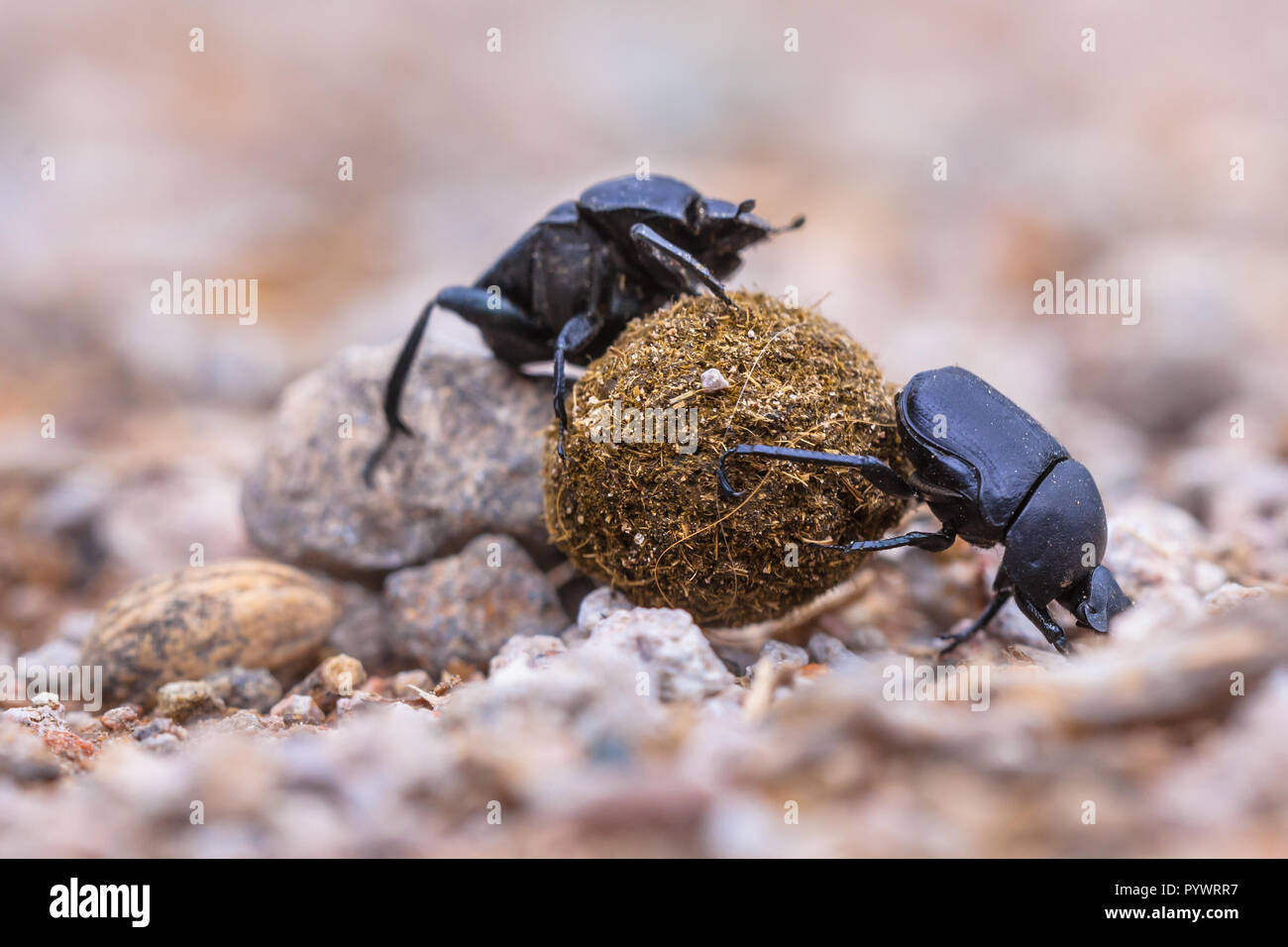 Due sterco di coleotteri mettendo un sacco di sforzo nella laminazione di una sfera attraverso la ghiaia Foto Stock