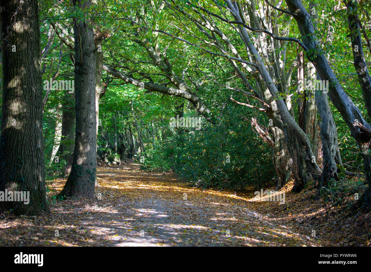 Un sentiero pubblico sotto un baldacchino di autunno boscosa corsie a piedi, vicino allo sviluppo urbano a Burgess Hill West Sussex Foto Stock
