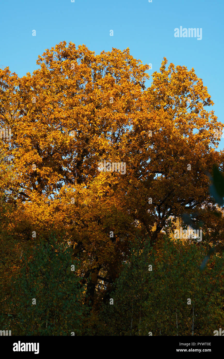 Oak Grove in autunno con un enorme albero di quercia in arancione fogliame Foto Stock