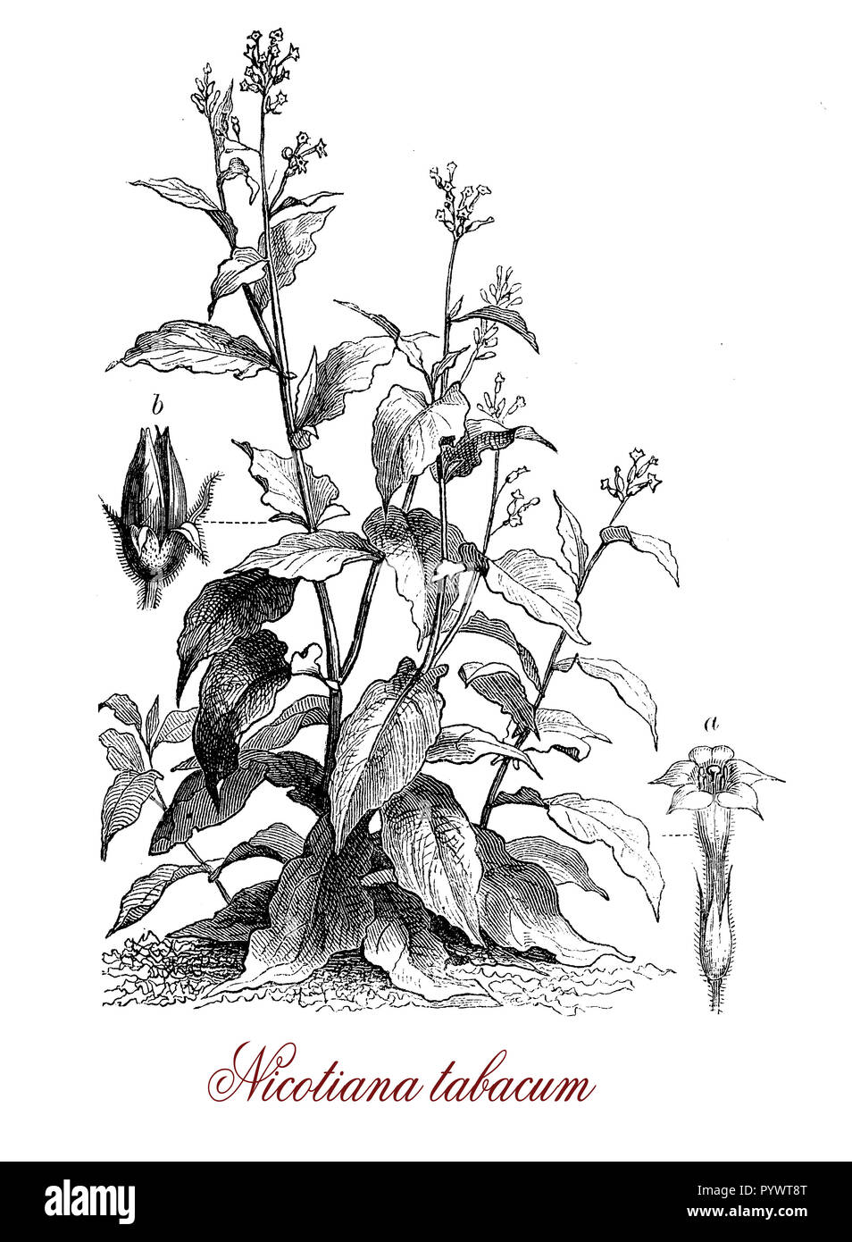 Vintage incisione botanico di tabacco coltivato, pianta che si trova solo in coltivazione, le foglie sono commercialmente trasformati in tabacco. Tutte le piante di parte sono appiccicosi ricoperti da una secrezione contenente nicotina, ad eccezione delle sementi. Foto Stock