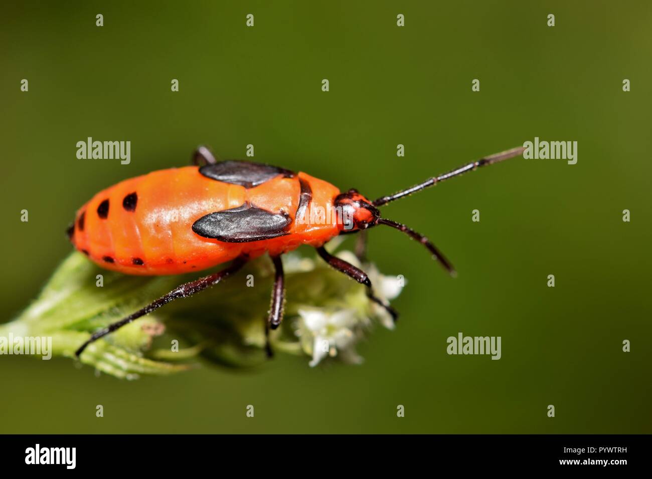 Un bug Milkweed nymph fuori a caccia di piccoli insetti in una patch di veccia contro una natura verde dello sfondo. Foto Stock
