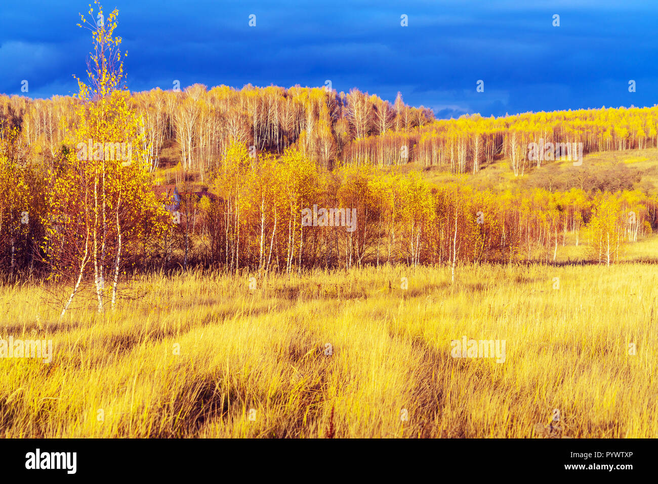 Paesaggio naturale con la foresta di colore giallo e di campo in autunno con drammatica thundery sky i raggi del sole al tramonto Foto Stock