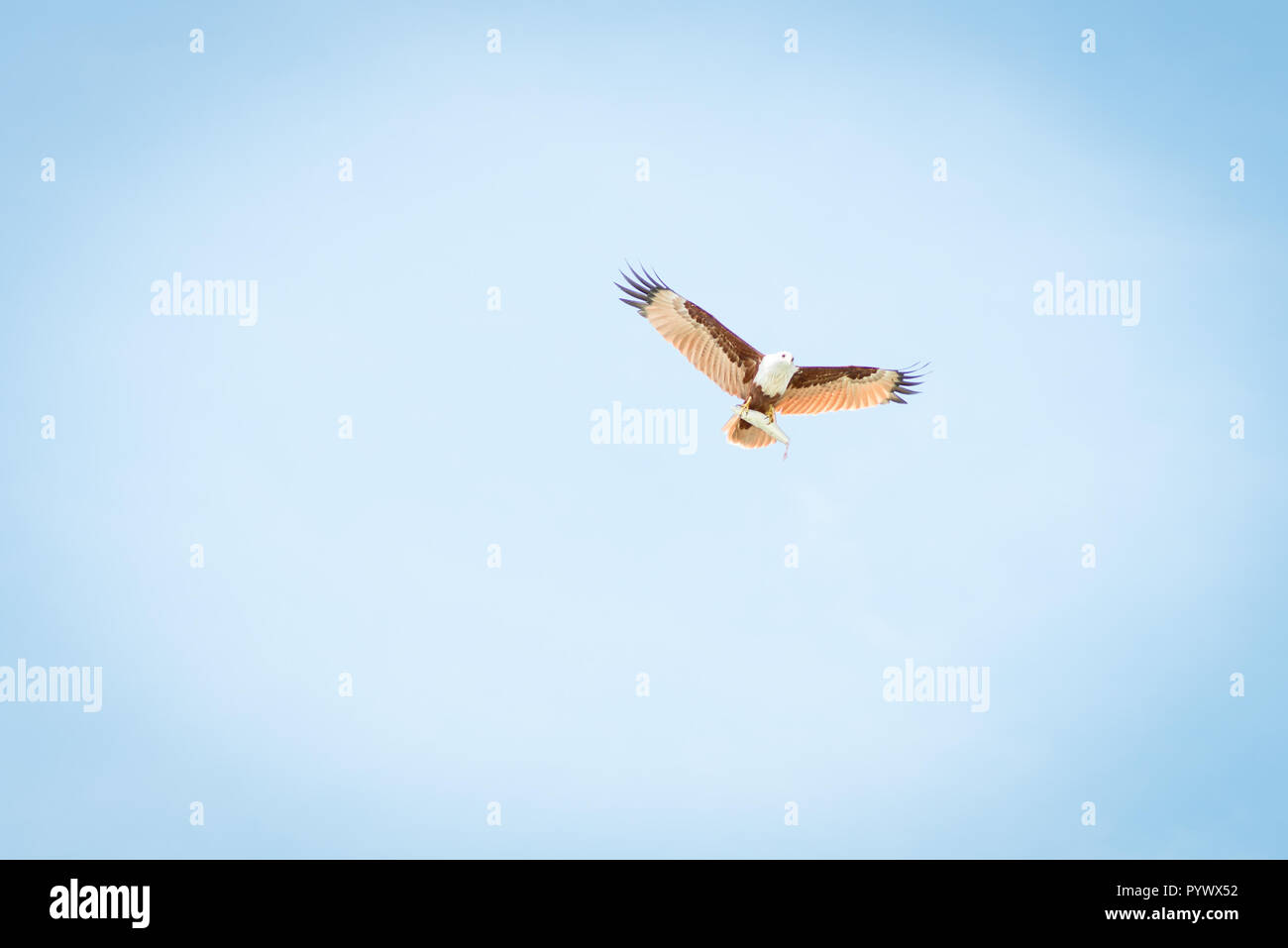 Aquila calva è un pesce nella sua artigli Foto Stock