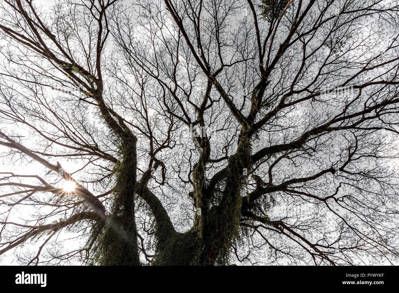 Giant albizia tree silhouette sotto un bianco cielo molto nuvoloso Foto Stock