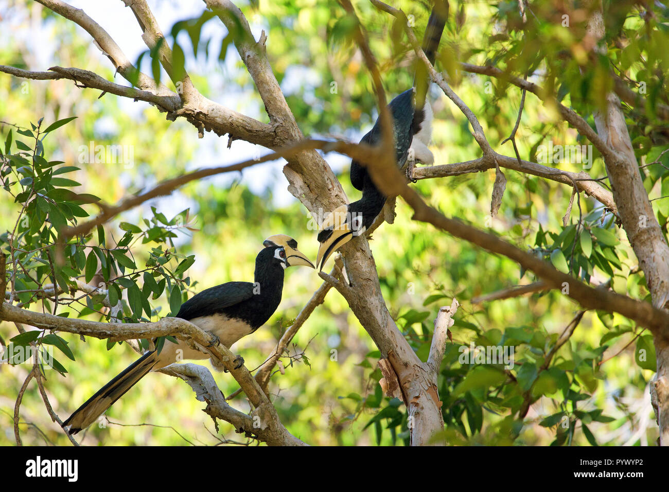 Paio di Hornbill Anthracoceros albirostris in piedi su un ramo in Koh Tarutao island jungle, Thailandia Foto Stock
