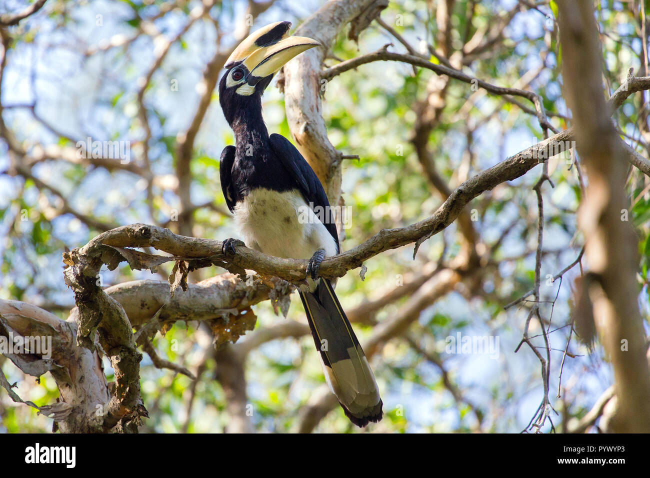 Hornbill Anthracoceros albirostris in piedi su un ramo in Koh Tarutao island jungle, Thailandia Foto Stock