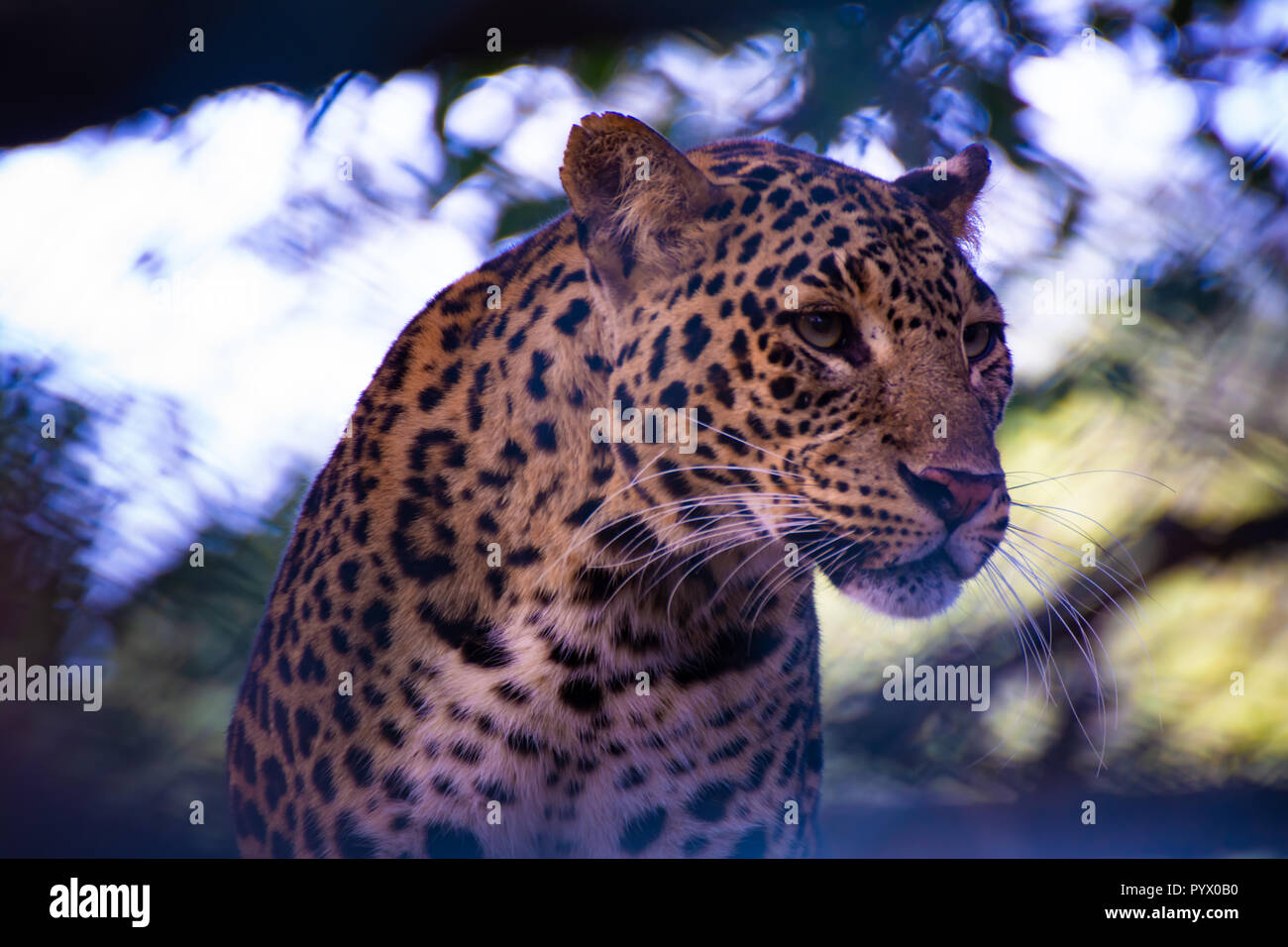 Big Asian Leopard focalizzata sulla sua preda Foto Stock