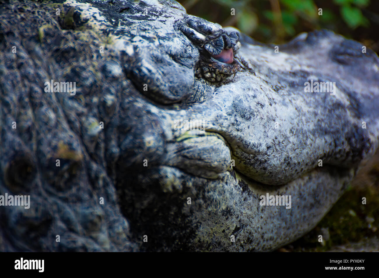 Close-up chiusa occhio di un enorme coccodrillo dorme Foto Stock