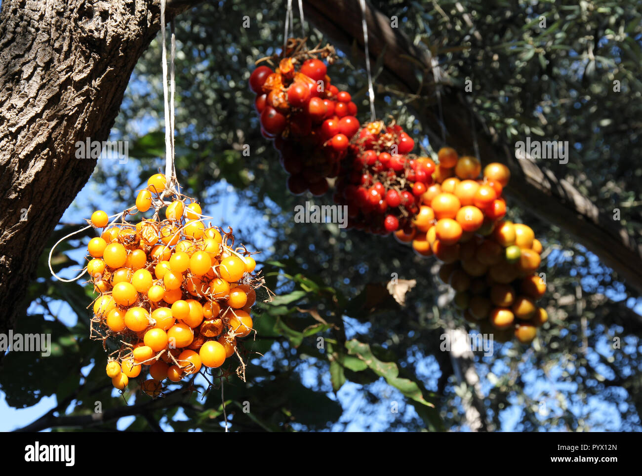 Pomodori di maturazione Italia Foto Stock