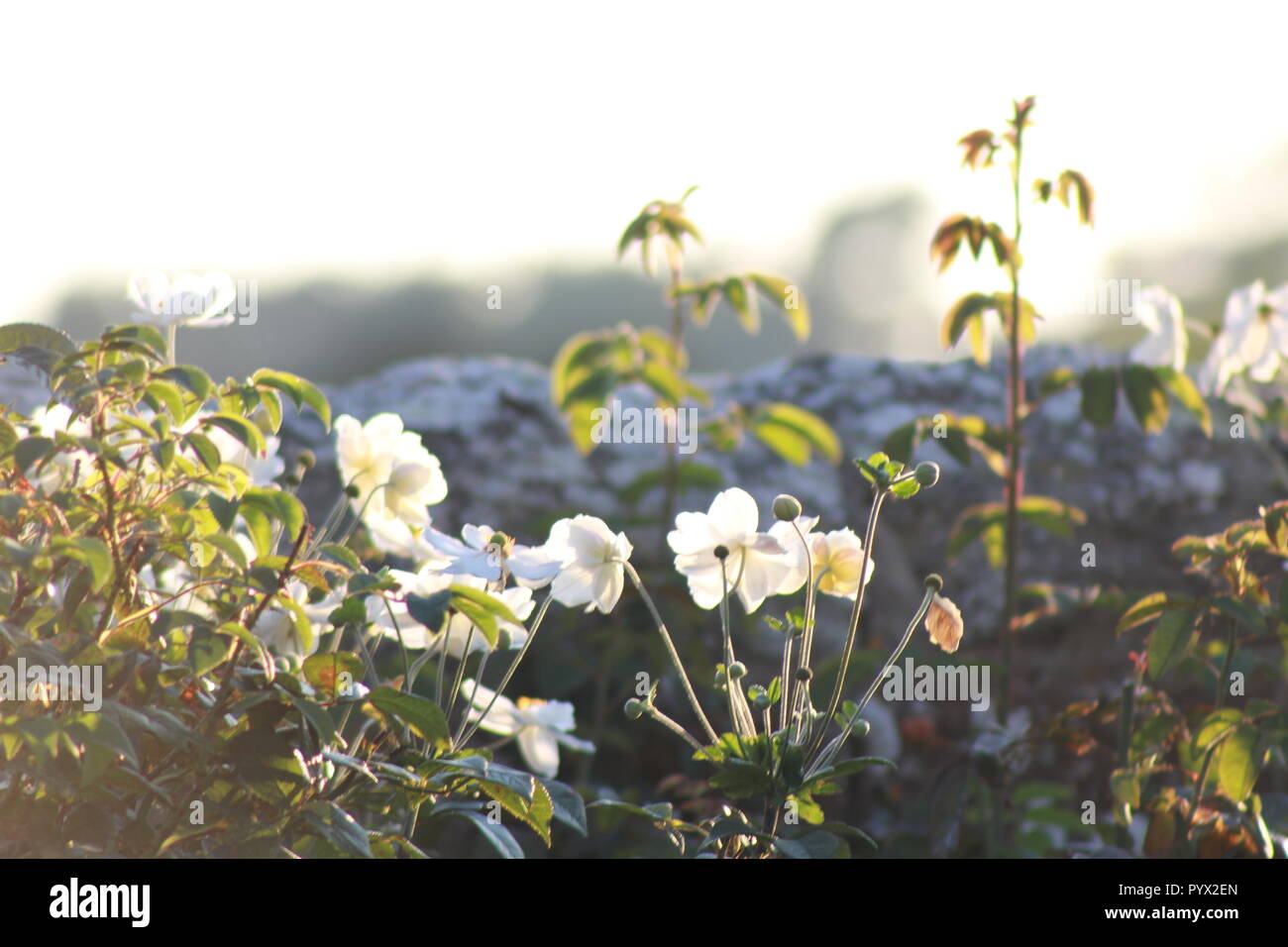 Graziosi fiori bianchi da una parete del giardino al sole Foto Stock