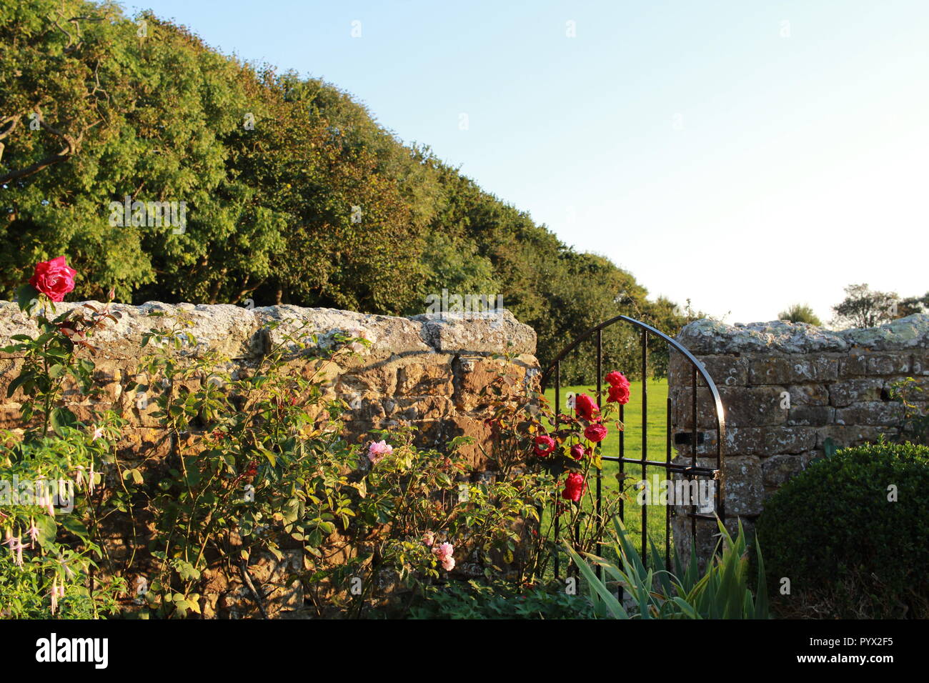 Rose bush con un cancello di ferro in un muro di pietra Foto Stock