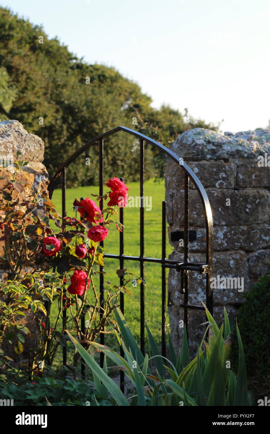 Rose bush con un cancello di ferro in un muro di pietra Foto Stock