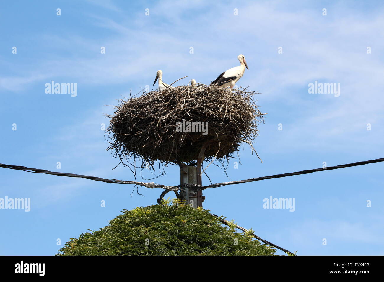 Grande nido di cicogne con tre cicogne che si affaccia dintorni sulla parte superiore del calcestruzzo polo utilità collegato con più spessi fili nero con struttura di grandi dimensioni Foto Stock