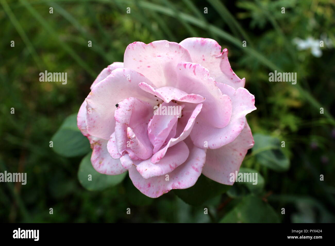 Luce rosa rosa con piccole macchie più scure su petali circondato con foglie di colore verde scuro e altro giardino di vegetazione in background sul giorno caldo e soleggiato Foto Stock