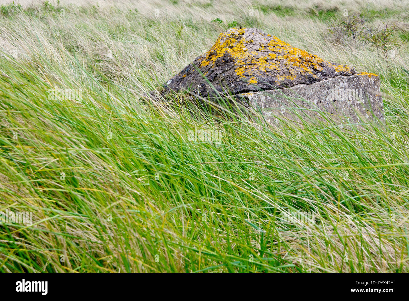 Una solitaria Guerra Mondiale 2 anti-serbatoio in calcestruzzo, metà sepolta dall'erba sulle dune a sud di Arbroath, Scotland, Regno Unito. Foto Stock