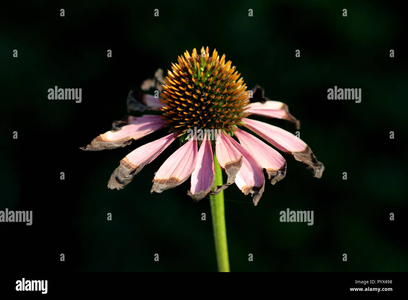 A stretta lasciava purple coneflower o Echinacea angustifolia o Blacksamson echinacea porpora brillante perenne completamente aperto fiore in fiore Foto Stock