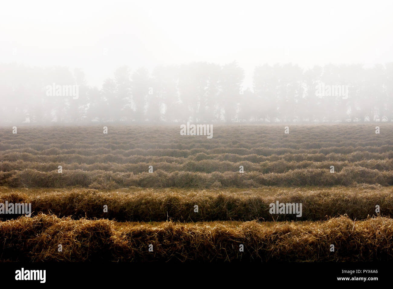 Un campo di raccolta, la paglia sinistro per essere successivamente imballato, girato in una nebbiosa ma luminosa giornata autunnale per Angus, Scotland, Regno Unito. Foto Stock