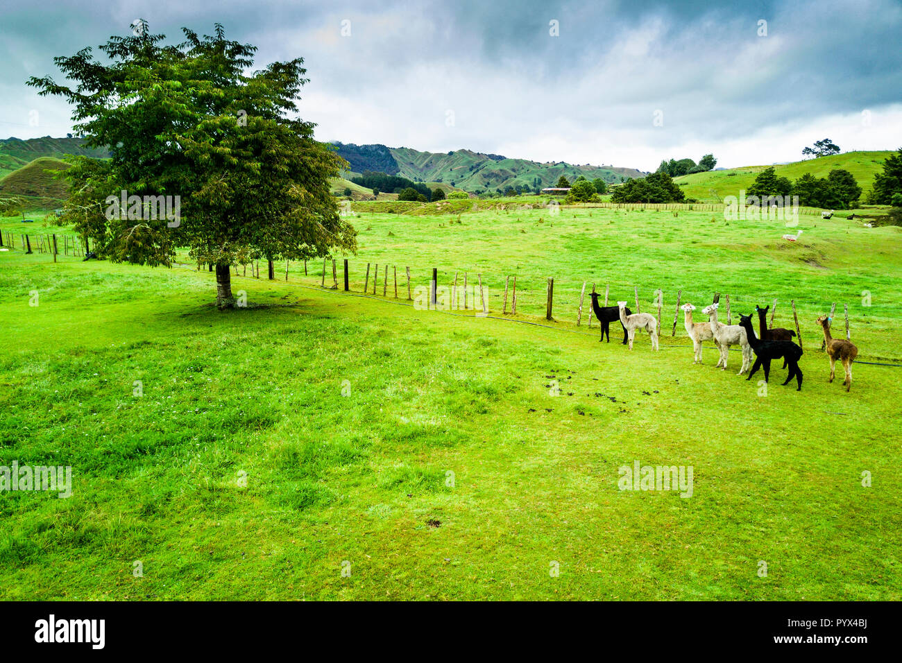 Allevamento di alpaca in un bellissimo paesaggio a Whanganui, Nuova Zelanda Foto Stock