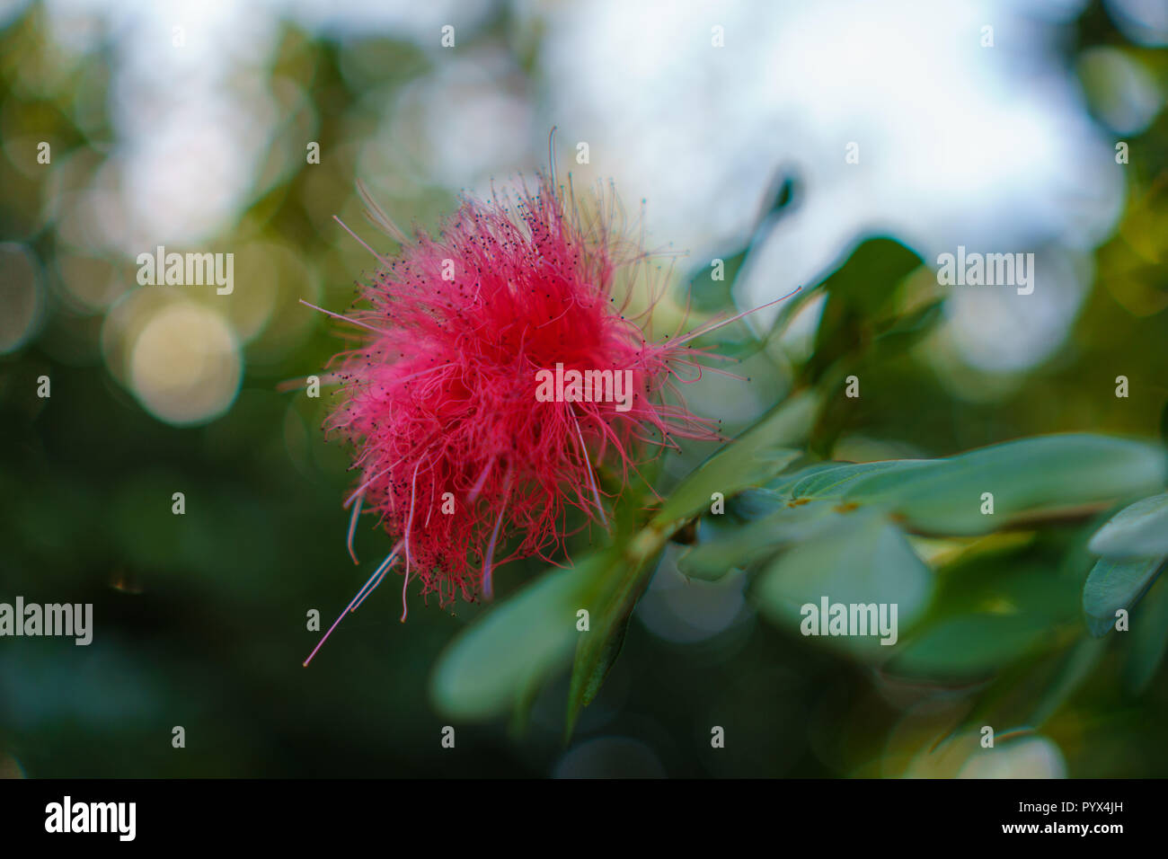 Pink fluffy Mimosa fiore che sboccia sul suo albero nel giardino di Rancho Los Cerritos Foto Stock