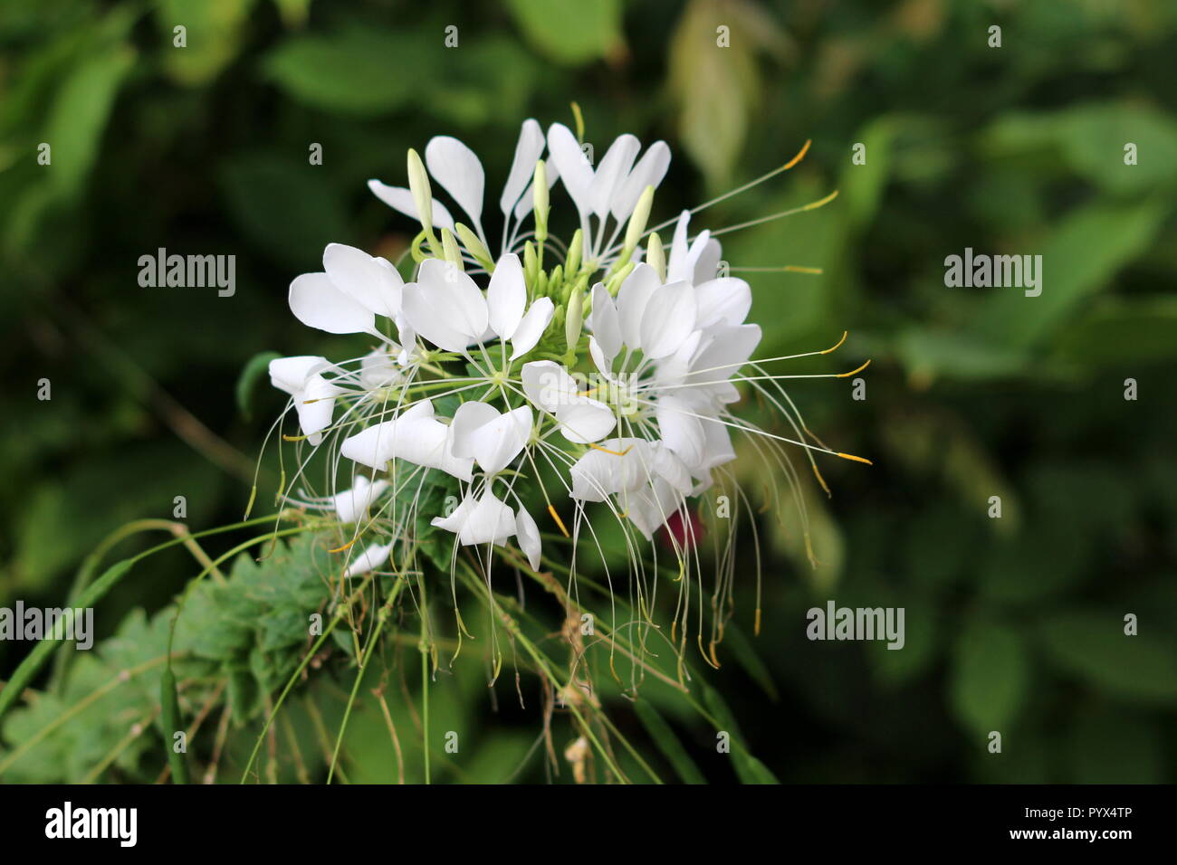 Spider fiore o Cleome hassleriana o Spider impianto o nonni baffi di crescita annuale fioritura delle piante con composto palmately lascia Foto Stock