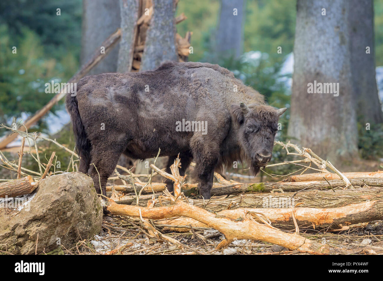 Il bisonte europeo (Bison bonasus), noto anche come wisent o il legno europea bison rovistando in montagna habitat della foresta Foto Stock