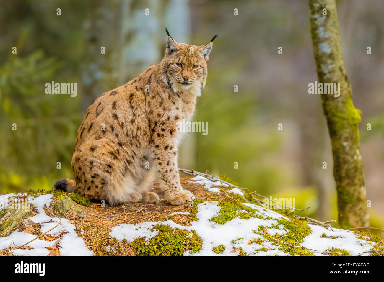 Le medie eurasiatica (Lynx Lynx lynx) è nativo in Siberia centrale, orientale e in Asia del Sud, Nord, Europa Centrale e Orientale. Riposo in inverno Foto Stock