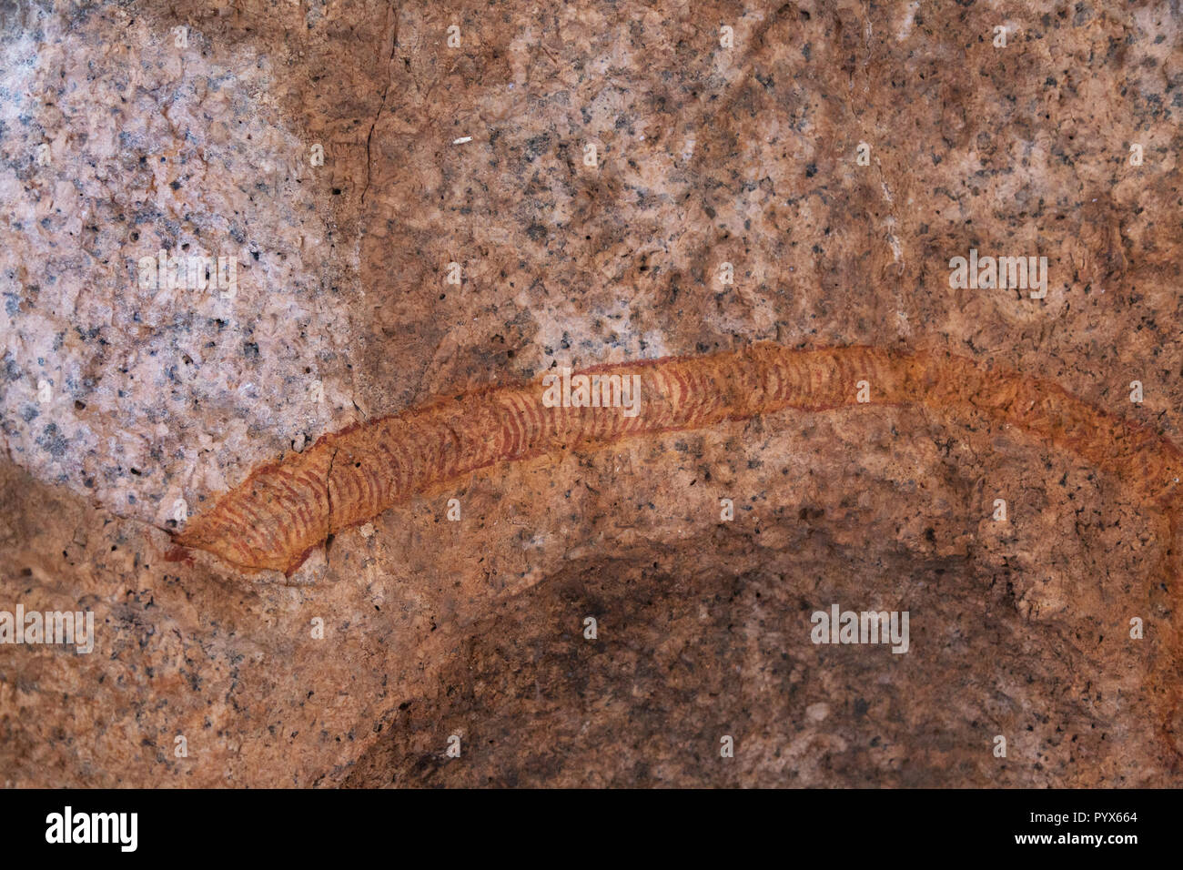La Namibia rock - pittura antica arte rock i Boscimani che mostra un serpente dorato, circa 2000 anni; Piccolo Paradiso dei Boscimani, Spitzkoppe, Namibia Africa Foto Stock
