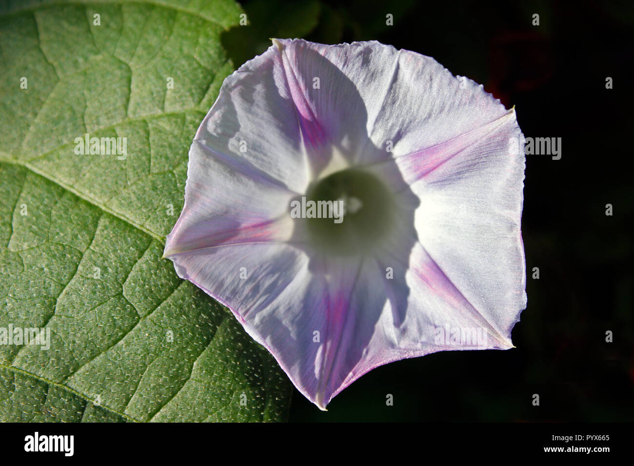 Gloria di mattina - Ipomoea - fiore nel sole mattutino Foto Stock