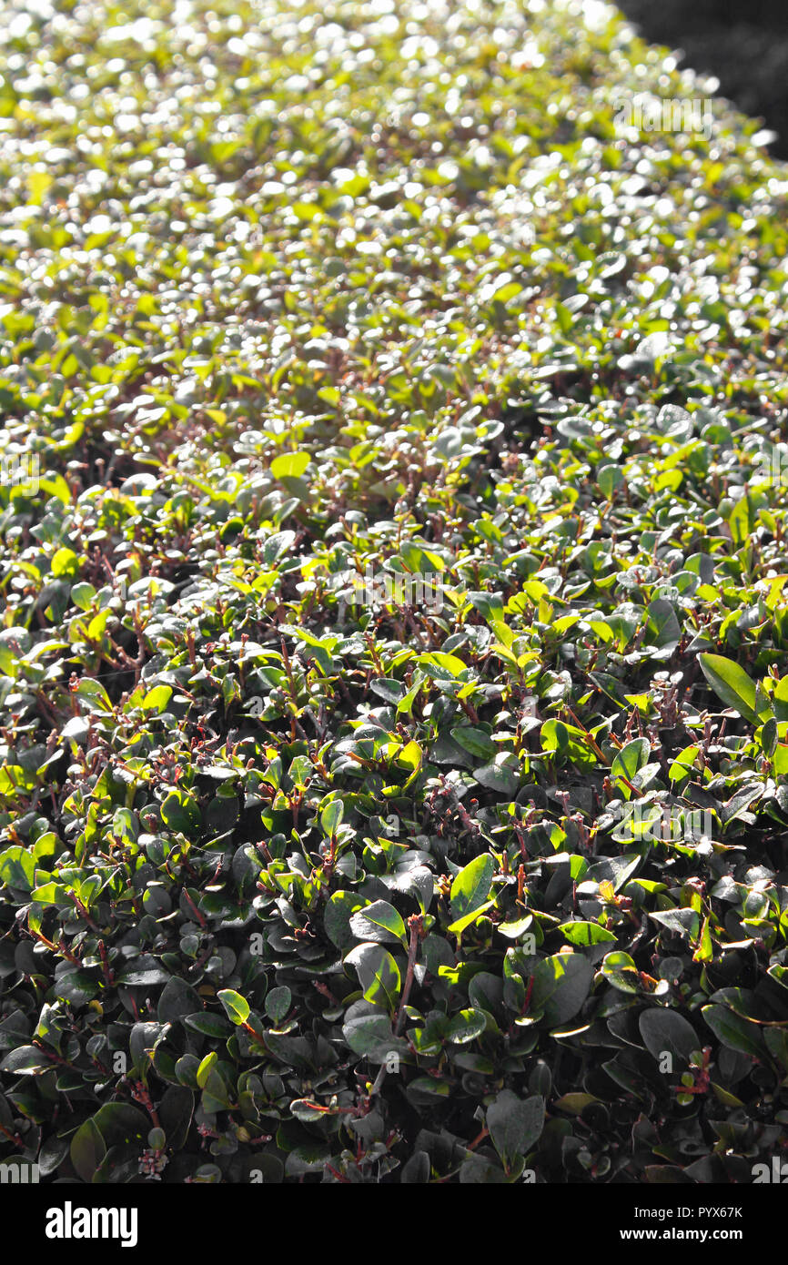 Coppia di Privet hedge - Ligustrum ovalifolium vicino fino in autunno sunshine Foto Stock