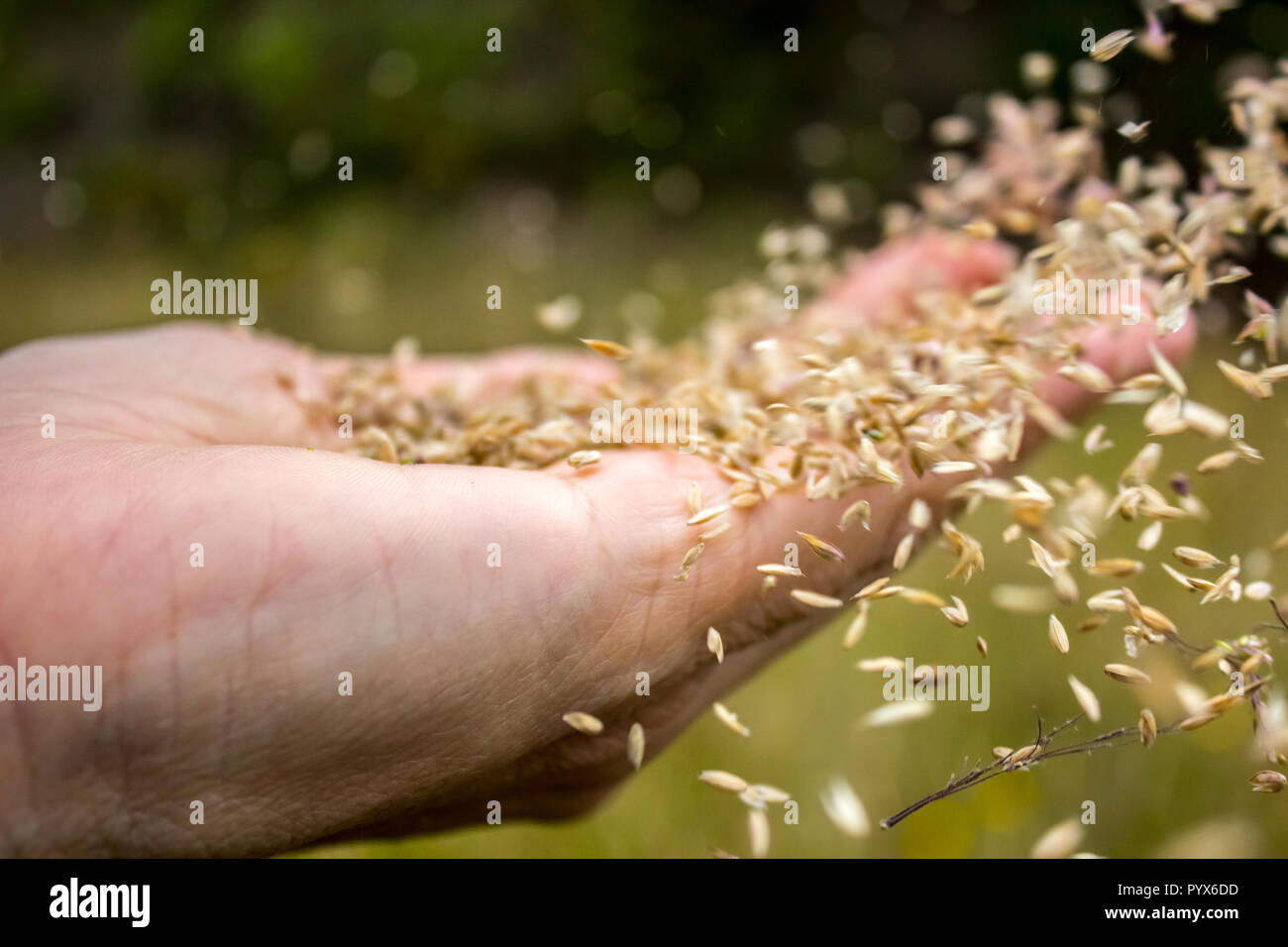 Il vento è spargendo i semi su un lato iniziando un ciclo di riproduzione in primavera Foto Stock