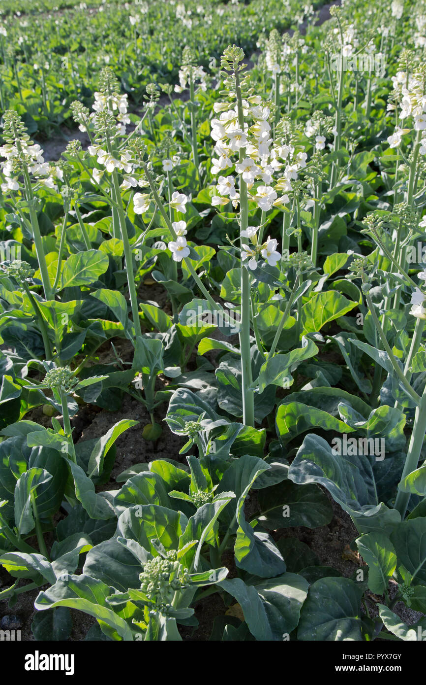 Gai la, noto anche come broccoli cinesi o cavolo cinese " Brassica oleracea', fioritura in campo, andando a semi. Foto Stock