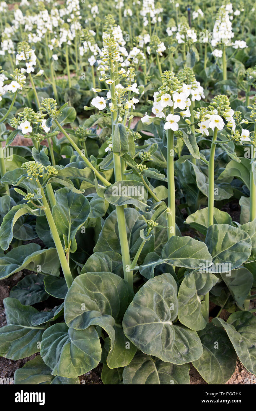 Gai la, noto anche come broccoli cinesi o cavolo cinese " Brassica oleracea', andando al seme. Foto Stock