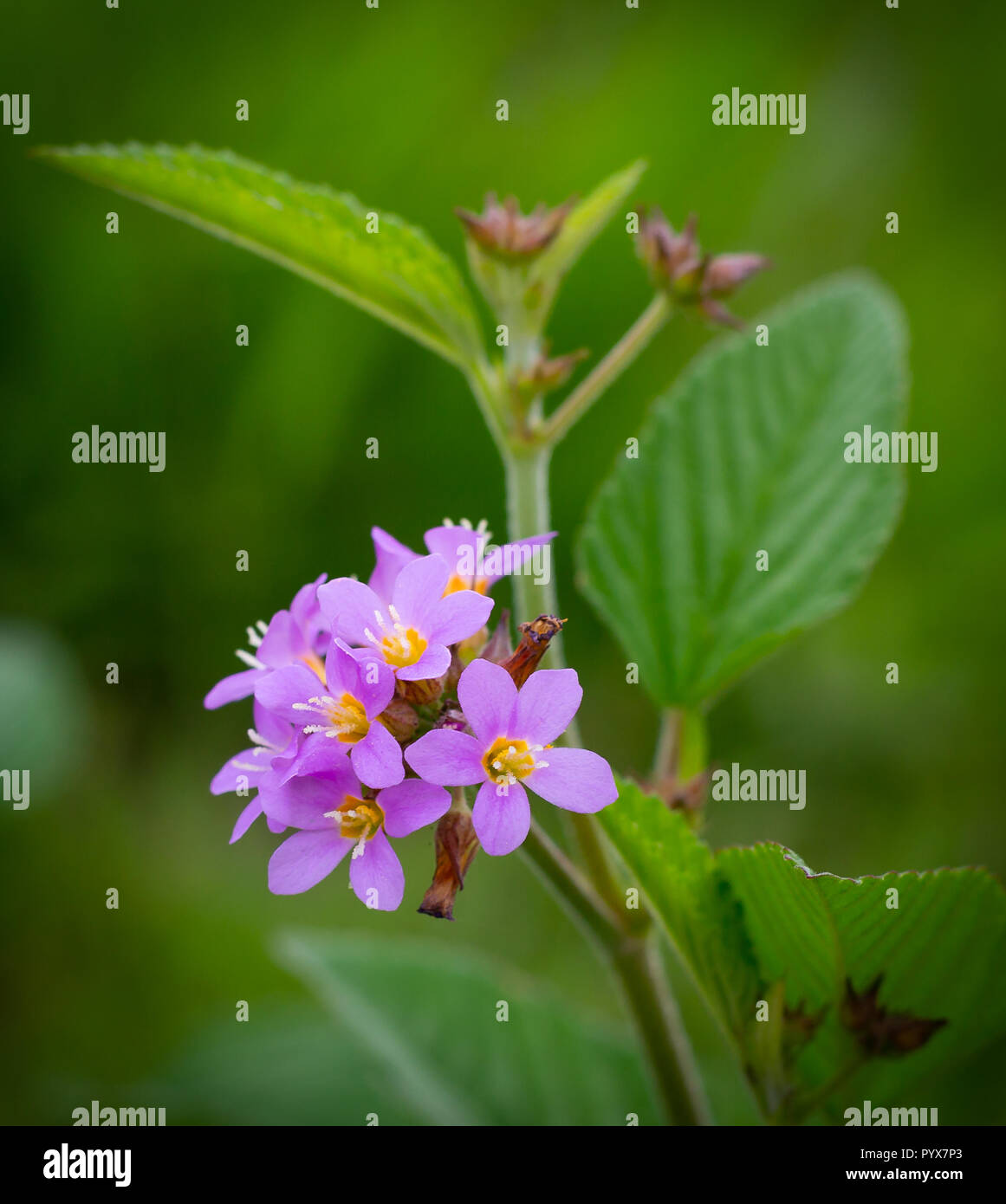 Minuscoli fiori nella natura. sembra un mazzo di fiori Foto Stock