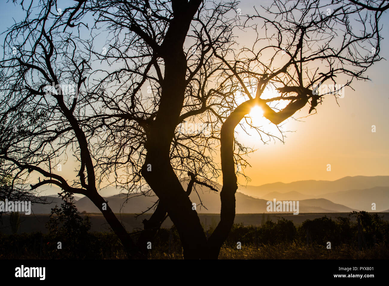 Bellissimo paesaggio con contorno di albero e le montagne sull'orizzonte nella luce del tramonto Foto Stock