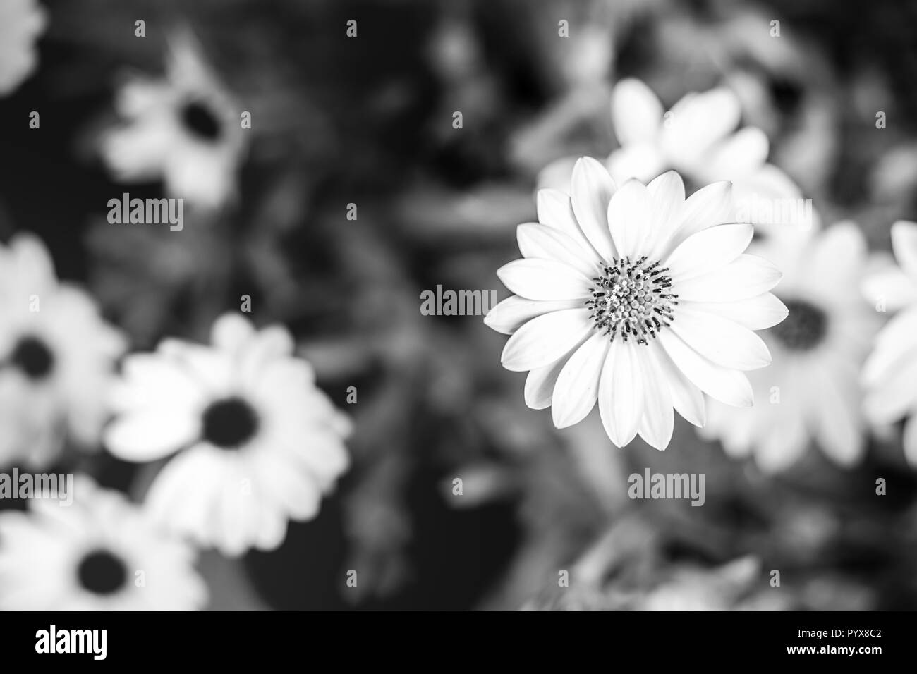 In bianco e nero di sfondo floreale. La natura delicata concetto, artistico e di luce Foto Stock