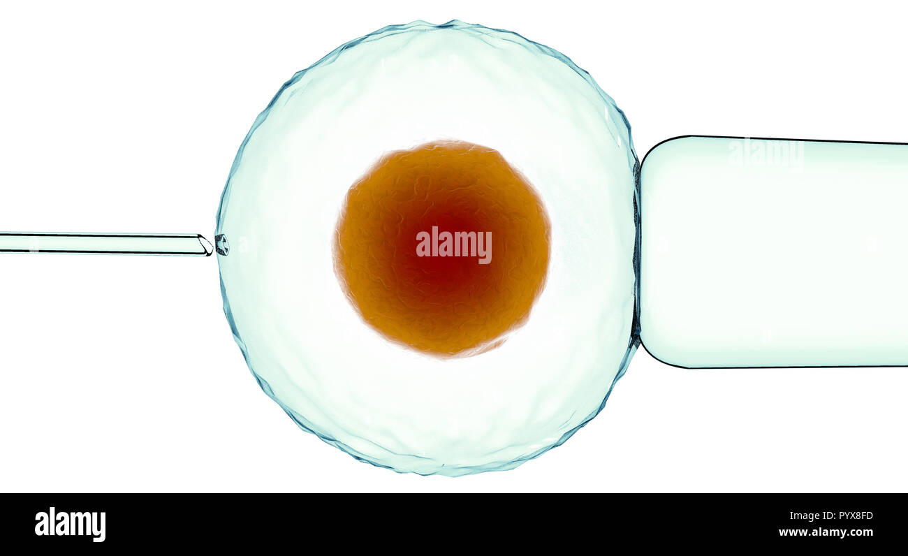 La fecondazione artificiale, assistita. Cellule fecondate, Ovum. Innesto artificiale. Vista sotto un microscopio. La scienza. Il rendering 3D Foto Stock