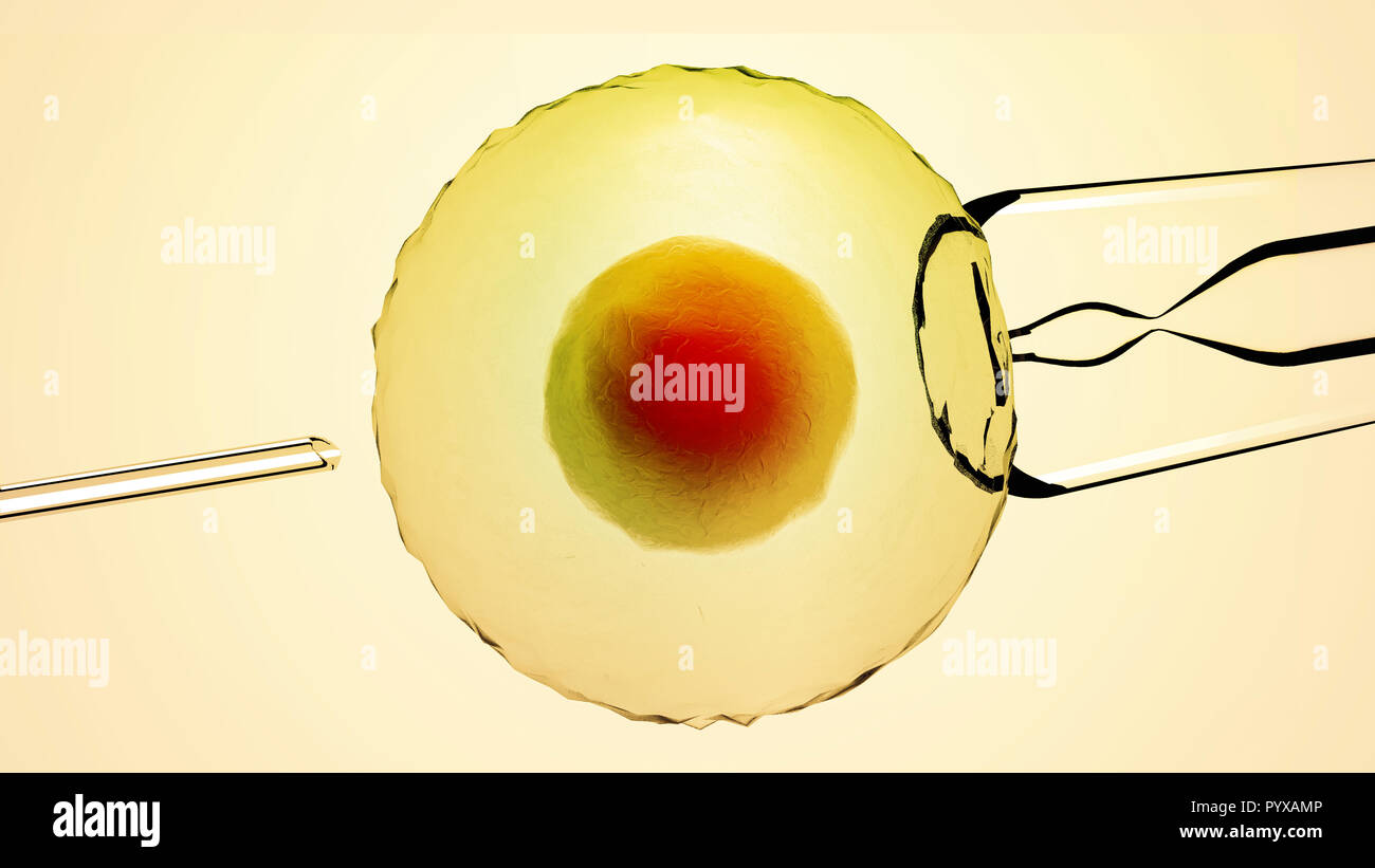 La fecondazione artificiale, assistita. Cellule fecondate, Ovum. Innesto artificiale. Vista sotto un microscopio. La scienza. Il rendering 3D Foto Stock
