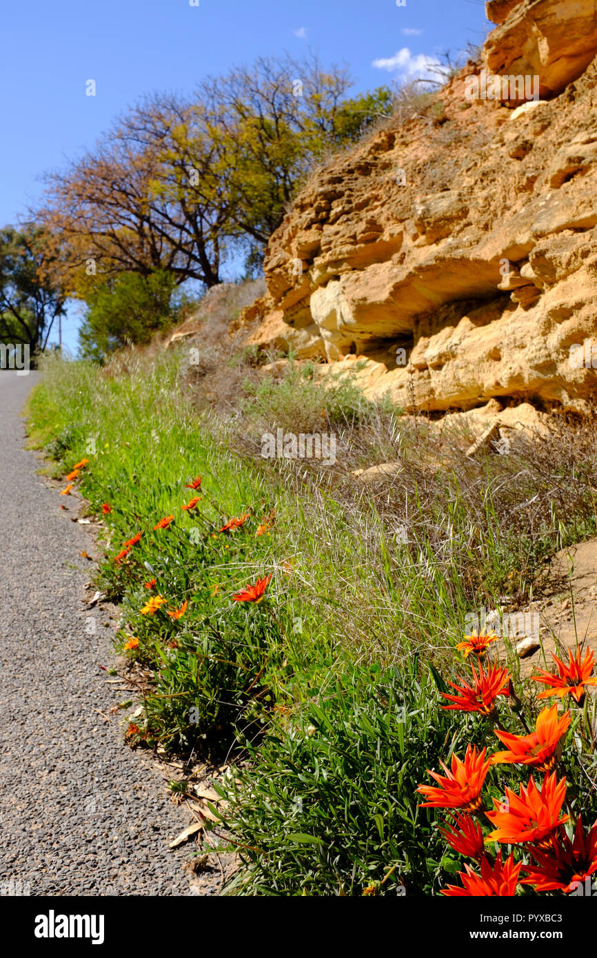 Fiori selvatici che crescono su strada in paese Australia Foto Stock