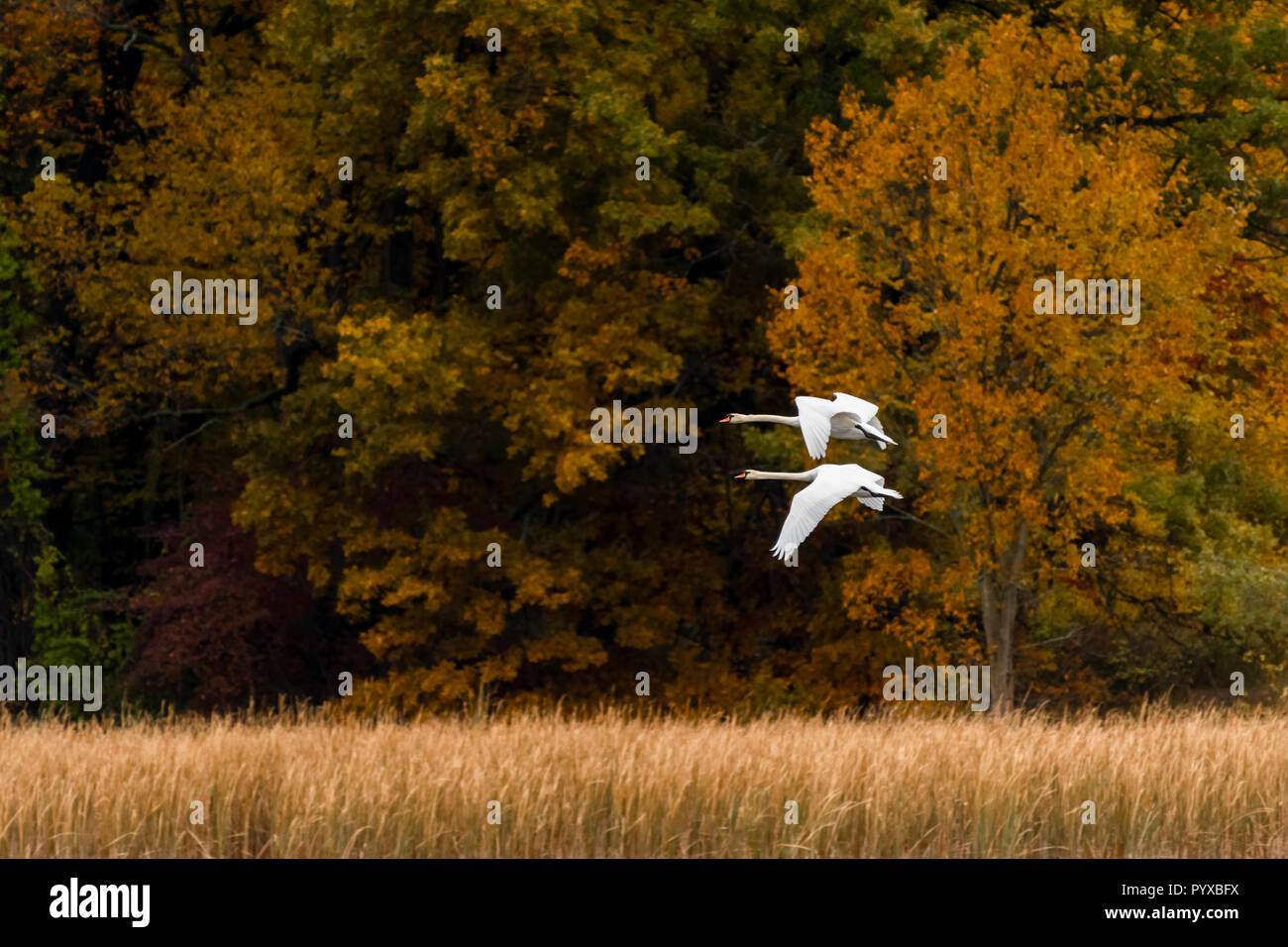 Due cigni (Cygnus olor) volare oltre gli alberi in autunno arancione e colori di giallo. Foto Stock