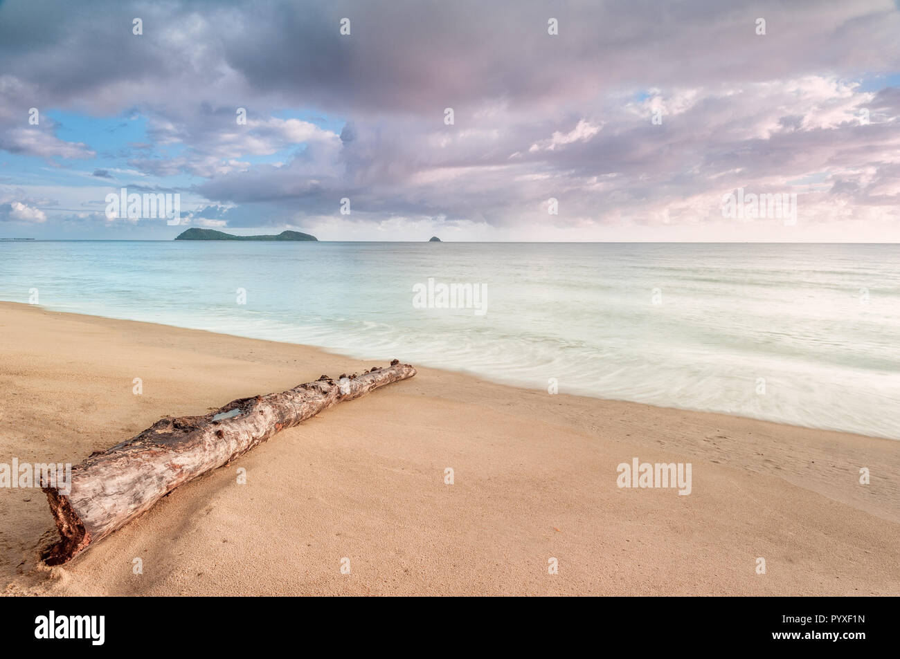 Una gomma paperbark log lavato fino a un Tropical North Queensland spiaggia. Foto Stock