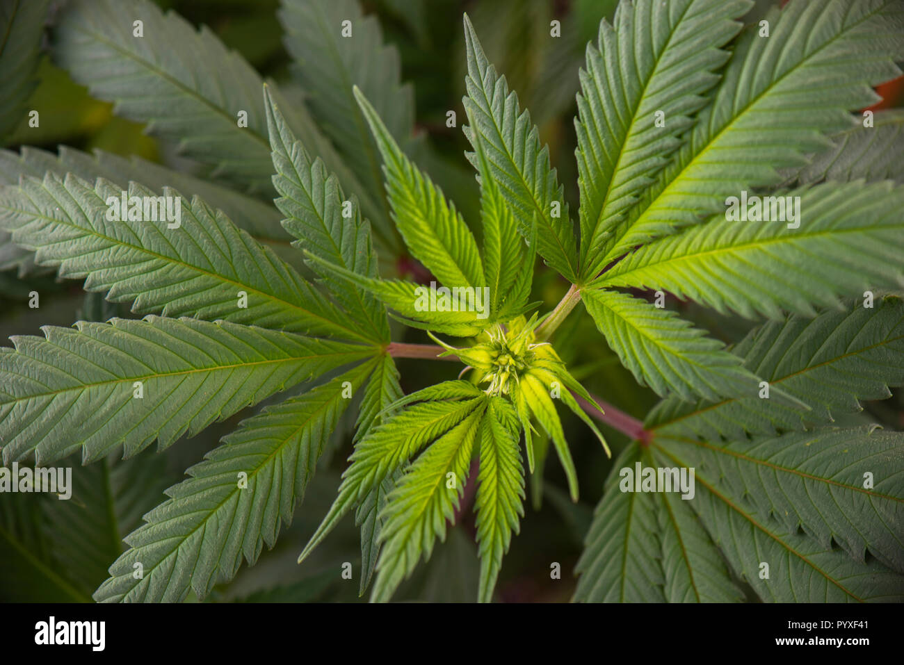 Dettaglio di foglie verdi su una pianta di cannabis crescere all'interno, la marijuana medica nozione Foto Stock