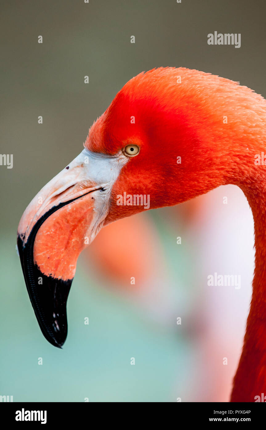 American flamingo (Phoenicopterus ruber), lo Zoo di San Diego, California. Foto Stock