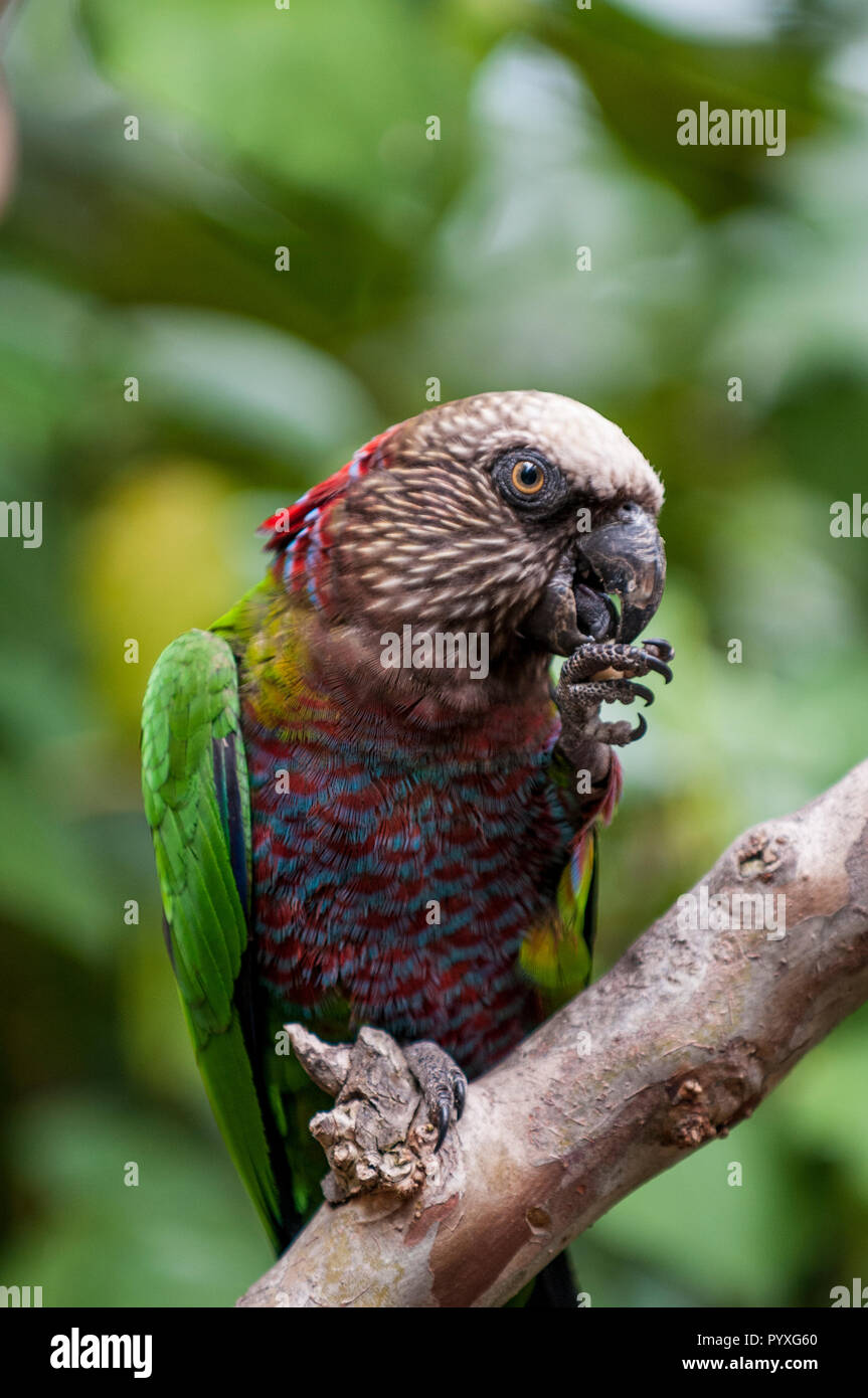 Northern hawk-testa parrot (deroptyus accipitrinus accipitrinus), lo Zoo di San Diego, California. Foto Stock