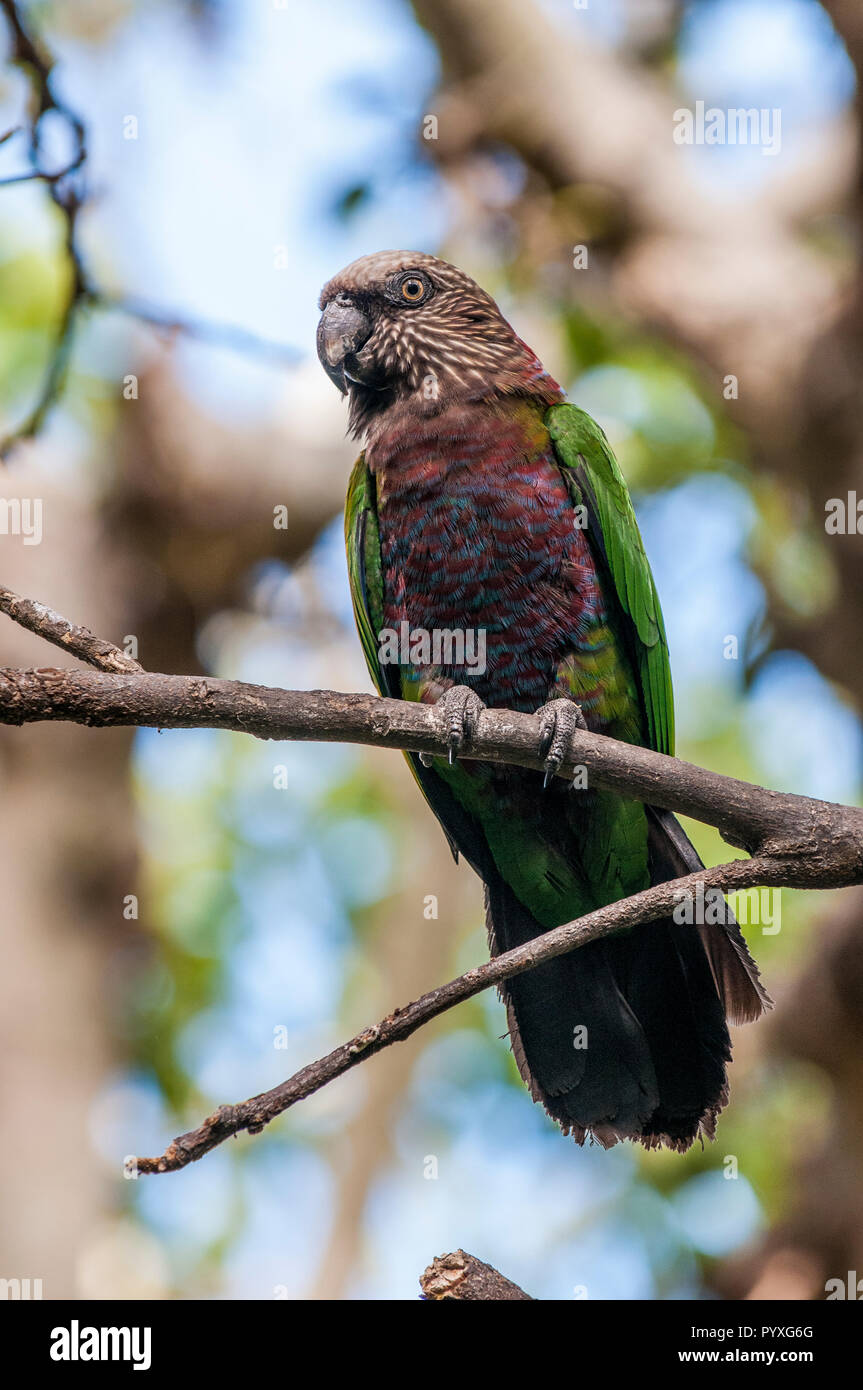 Northern hawk-testa parrot (deroptyus accipitrinus accipitrinus), lo Zoo di San Diego, California. Foto Stock