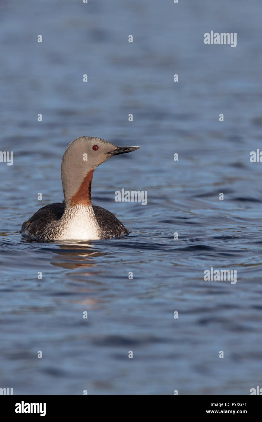 Sterntaucher, Stern-Taucher, Prachtkleid, Gavia stellata, rosso-throated diver, rosso-throated loon, Le Plongeon catmarin, le Plongeon à gorge rouge, le P Foto Stock