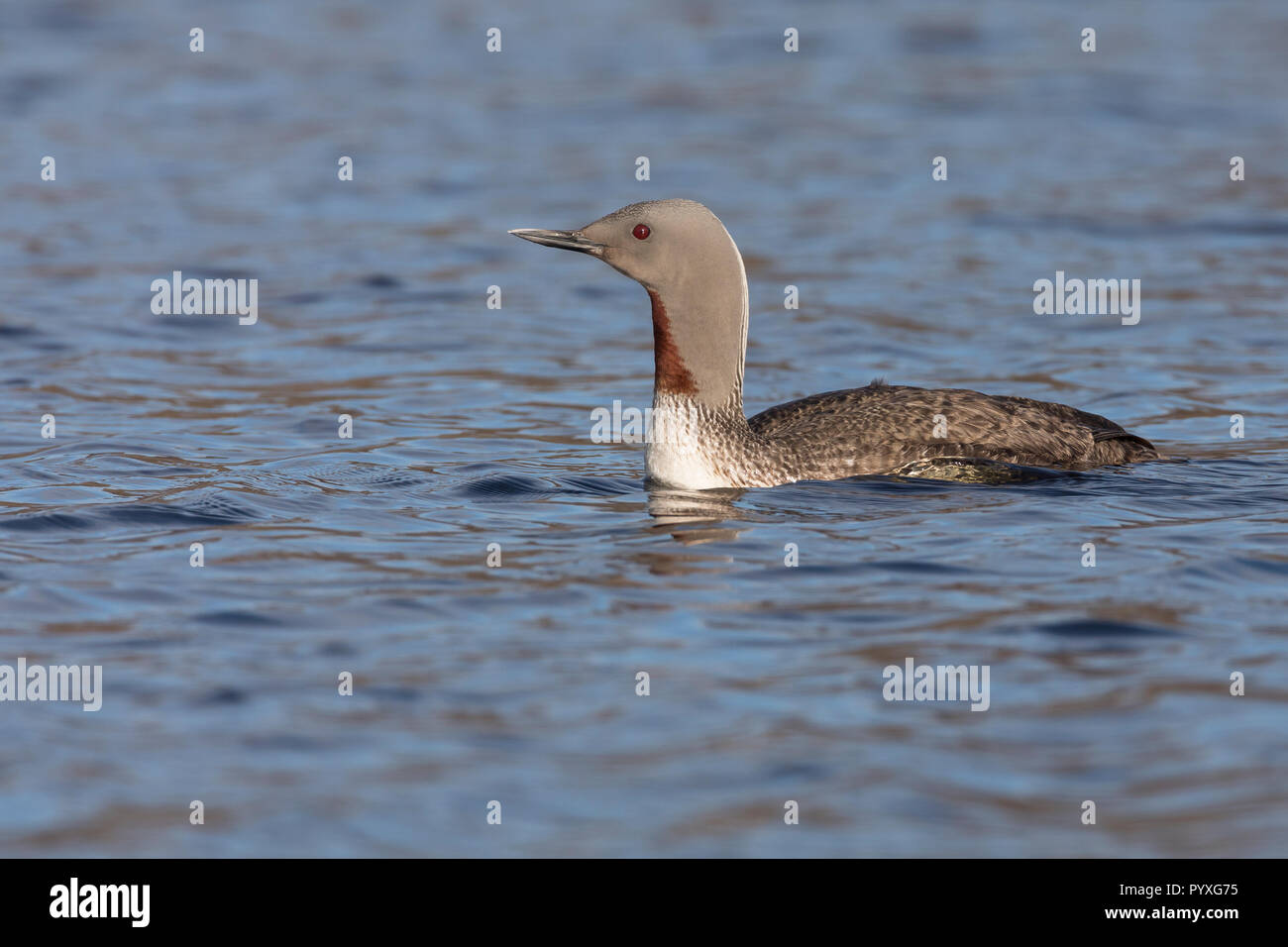 Sterntaucher, Stern-Taucher, Prachtkleid, Gavia stellata, rosso-throated diver, rosso-throated loon, Le Plongeon catmarin, le Plongeon à gorge rouge, le P Foto Stock