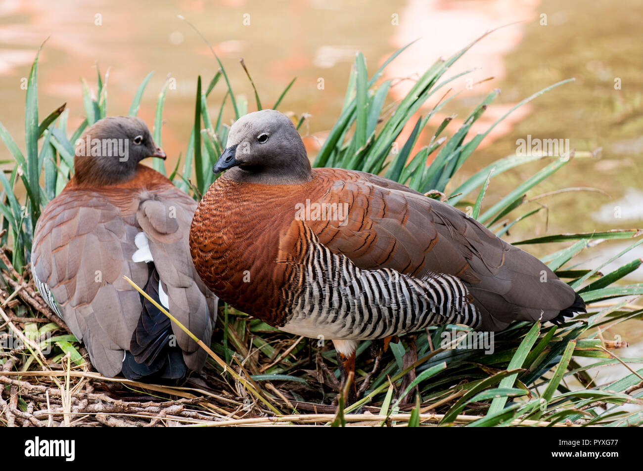 Ashy-headed goose (chloephaga poliocephala), lo Zoo di San Diego, California. Foto Stock