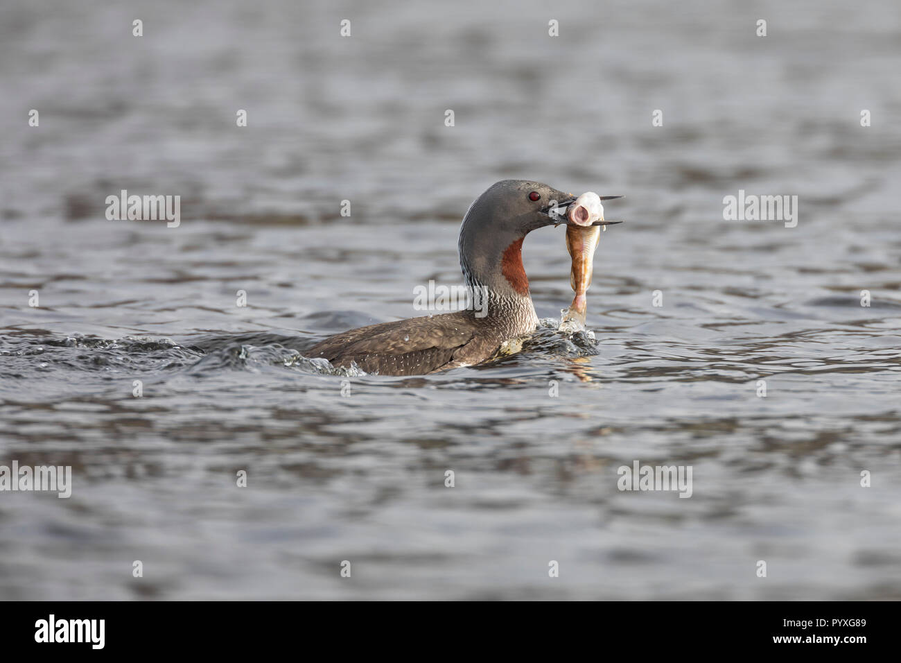 Sterntaucher, Stern-Taucher, mit Fisch, Fischchen als Beute, Prachtkleid, Gavia stellata, rosso-throated diver, rosso-throated loon, Le Plongeon catmarin, Foto Stock
