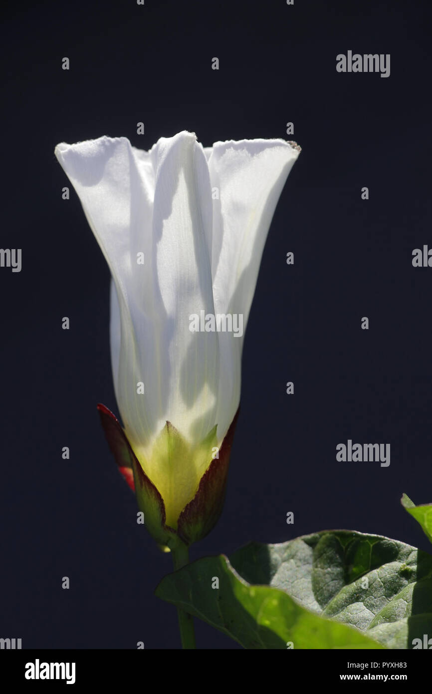 Maggiore copertura centinodia, Calystegia sepium, noto anche come Rutland bellezza, bugle vine, celeste trombe, bellbind e granny-pop-out-of-letto. Foto Stock